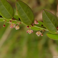 Phyllanthus gardnerianus (Wight) Baill.